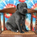 tata nmeck dogy