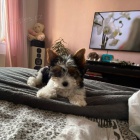 tata biewer yorkie