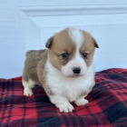 tata Pembroke Welsh Corgi
