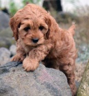 tata Cavapoo