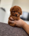 TOY tata pudla