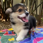 tata Pembroke Welsh Corgi