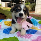 tata Pembroke Welsh Corgi