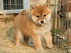 tata shiba inu