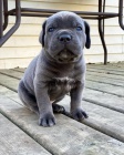 tata italskho Cane Corso