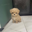 tata Maltipoo