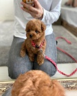 pudla Toy