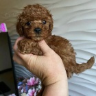 pudla Toy