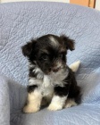 Prodm roztomil a zdrav tata havanese.