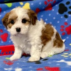 Prodm roztomil a zdrav tata havanese.