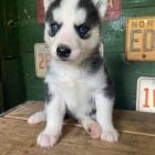modr oi tata sibiskho huskyho