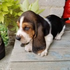 Zdrav tata Basset hound