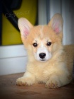 Welsh Corgi Pembroke tata