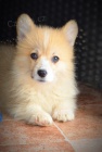 Welsh Corgi Pembroke tata