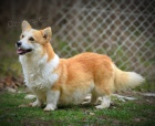 Welsh Corgi Pembroke tata