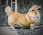 Welsh Corgi Pembroke tata