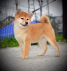 Shiba Inu tata na prodej