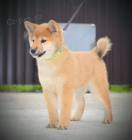Shiba Inu tata na prodej