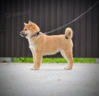 Shiba Inu tata na prodej