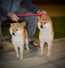 Shiba Inu tata na prodej