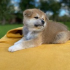 AKITA INU