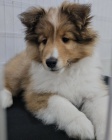 TATA SHELTIIE