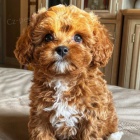 tata Cavapoo