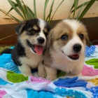 tata Pembroke Welsh Corgi