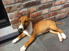 BULLTERIRA
