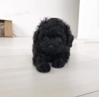 TOY tata pudla