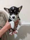 tata Pembroke Welsh Corgi