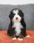 tata bernedoodle na prodej