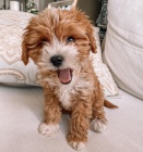 tata Cavapoo