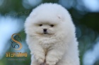 Pomeranian BOO tata