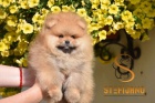 Pomeranian BOO tata