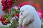 Pomeranian BOO tata