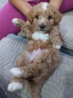 Maltipoo tata na prodej
