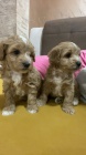 Maltipoo tata na prodej