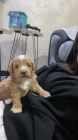 Maltipoo tata na prodej