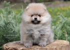 Pomeranian BOO �t��ata