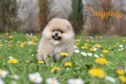 Pomeranian BOO �t��ata