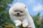 Pomeranian BOO �t��ata