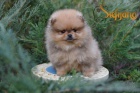 Pomeranian BOO �t��ata