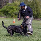 Cvi�en� bezpe�nostn� a hl�dac� psi jsou na prodej.