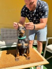 DOBERMAN �t��ata na prodej