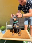 DOBERMAN �t��ata na prodej