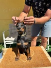 DOBERMAN �t��ata na prodej