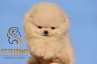 Pomeranian BOO �t��ata