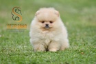 Pomeranian BOO medvdci, tata Pomeranskho pice