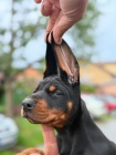 DOBERMAN tata na prodej